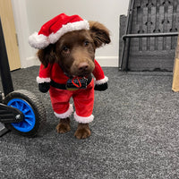 Festive Fudge Dog Air Freshener – Christmas Edition | CEUK